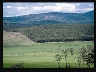 Timber Farm Purchase